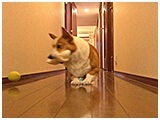 ベル きょうのわんこ 写真4