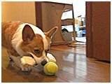 ベル きょうのわんこ 写真5