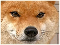 風 きょうのわんこ 写真1
