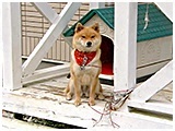 風 きょうのわんこ 写真2