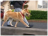 風 きょうのわんこ 写真4
