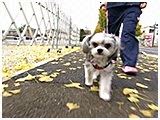 KEN きょうのわんこ 写真2