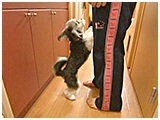KEN きょうのわんこ 写真3