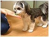 KEN きょうのわんこ 写真4