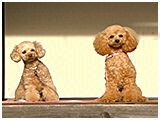coco きょうのわんこ 写真2