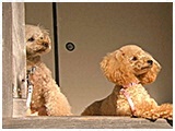 coco きょうのわんこ 写真3