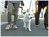 ぽんた きょうのわんこ 写真2