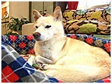ぽんた きょうのわんこ 写真5