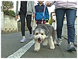 花 きょうのわんこ 写真2