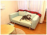 花 きょうのわんこ 写真4