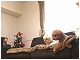 ポム きょうのわんこ 写真2