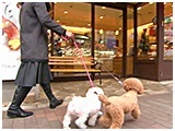 ポム きょうのわんこ 写真3