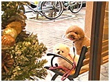 ポム きょうのわんこ 写真4