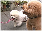 ポム きょうのわんこ 写真5
