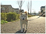 モカ きょうのわんこ 写真2