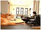 モカ きょうのわんこ 写真3
