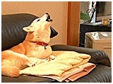 モカ きょうのわんこ 写真4