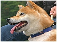 てん きょうのわんこ 写真1