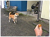 てん きょうのわんこ 写真4