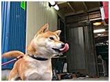 てん きょうのわんこ 写真5