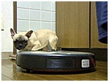 ざらめ きょうのわんこ 写真4