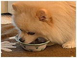 シンバ きょうのわんこ 写真4