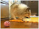 シンバ きょうのわんこ 写真5