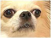 そら きょうのわんこ 写真1