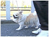 そら きょうのわんこ 写真3
