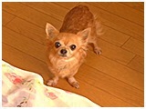 みみ きょうのわんこ 写真4