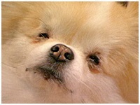 ララ きょうのわんこ 写真1