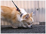 ララ きょうのわんこ 写真4