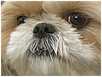 ポチ きょうのわんこ 写真1