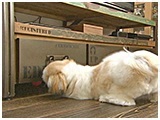 ポチ きょうのわんこ 写真4