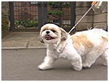 ポチ きょうのわんこ 写真5