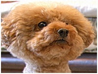 ごろ太 きょうのわんこ 写真1