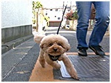 ごろ太 きょうのわんこ 写真2