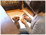 ごろ太 きょうのわんこ 写真5