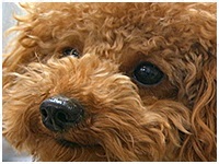 モコ丸 きょうのわんこ 写真1