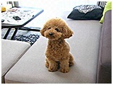 モコ丸 きょうのわんこ 写真2