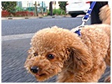 モコ丸 きょうのわんこ 写真5