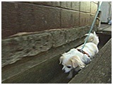 ハッピー きょうのわんこ 写真4