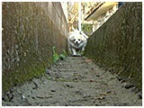ハッピー きょうのわんこ 写真5