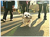 ちぃ きょうのわんこ 写真2