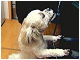 ちぃ きょうのわんこ 写真3