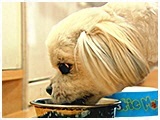 ちぃ きょうのわんこ 写真4