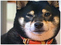 モモ きょうのわんこ 写真1