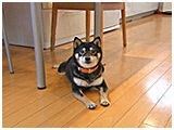 モモ きょうのわんこ 写真2