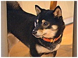 モモ きょうのわんこ 写真3