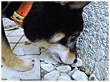 モモ きょうのわんこ 写真4